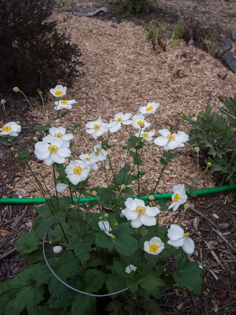 Anemone x hybrida 'Honorine Jobert'