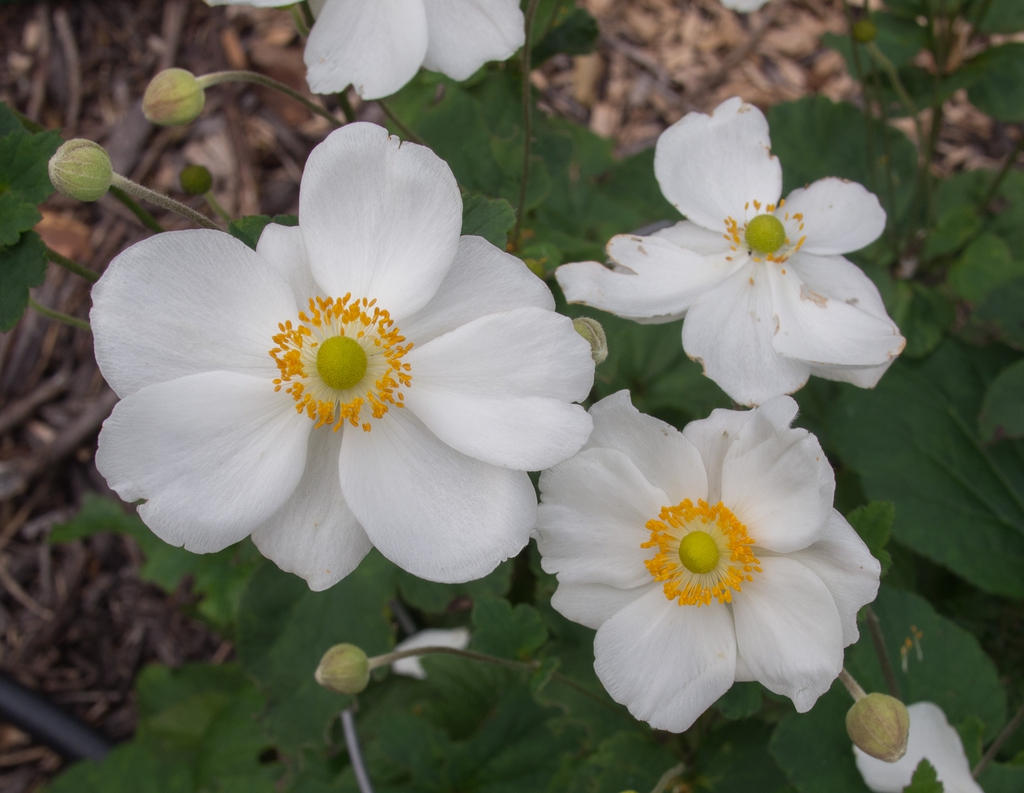 Anemone x hybrida 'Honorine Jobert'