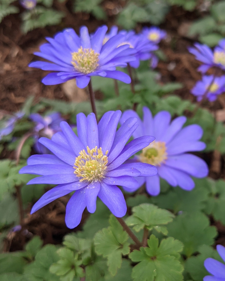 Close up of flower