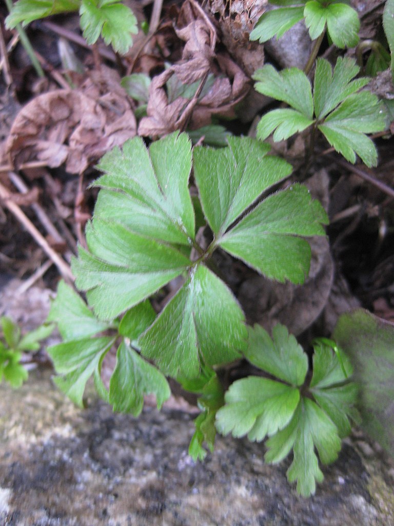 Leaves