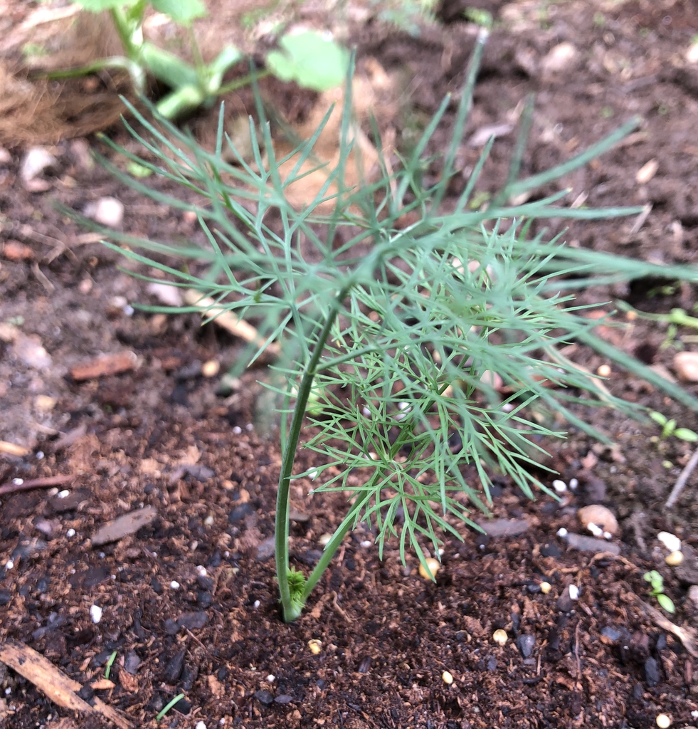 young plant, Wake County, NC