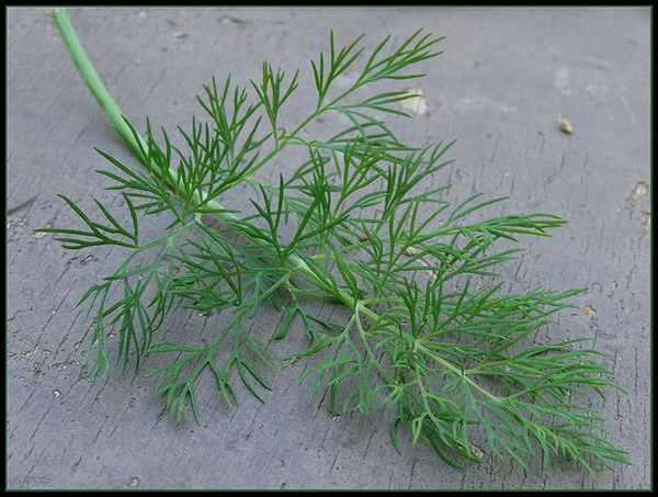 Anethum graveolens