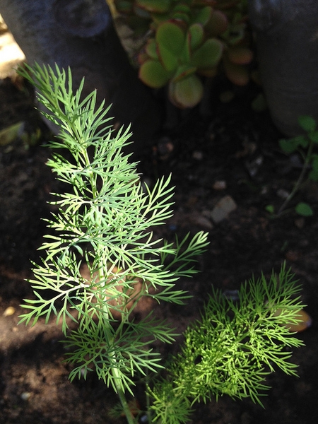 Anethum graveolens
