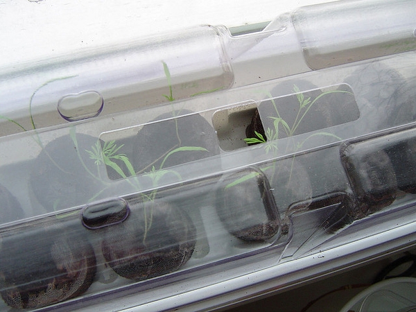 Anethum graveolens