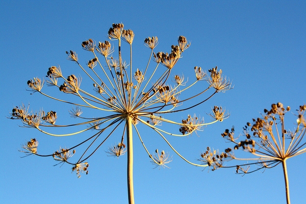 Anethum graveolens