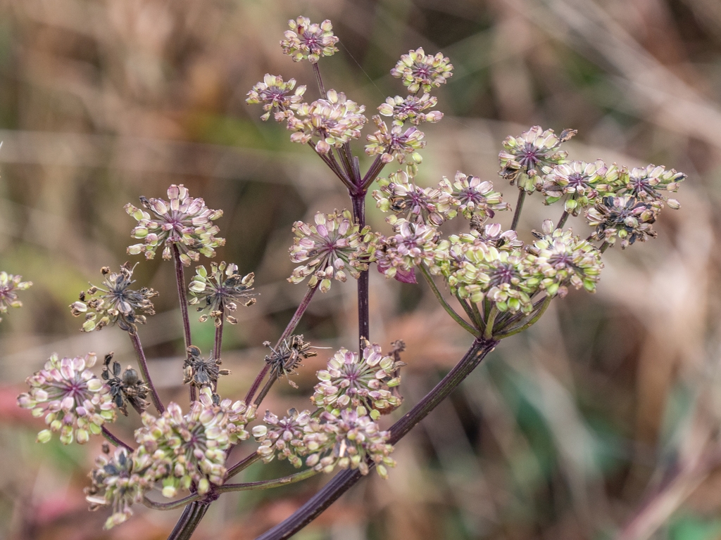 Seedheads in October