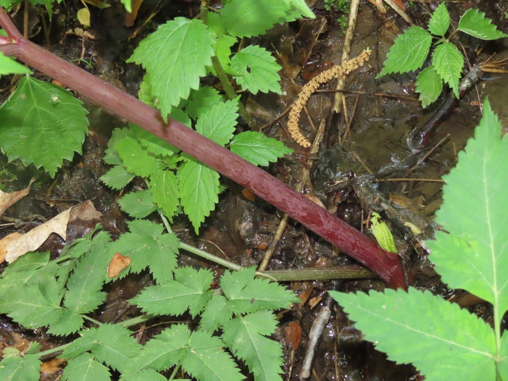 Purple stem and green leaves