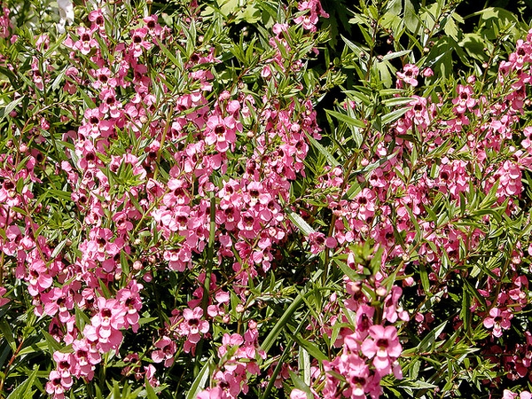 Angelonia angustifolia 