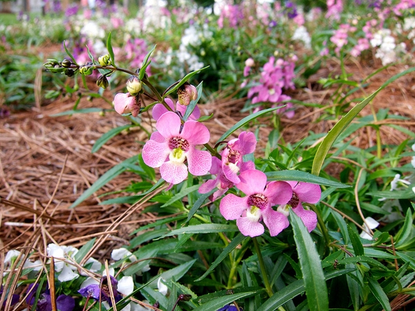 Angelonia angustifolia 