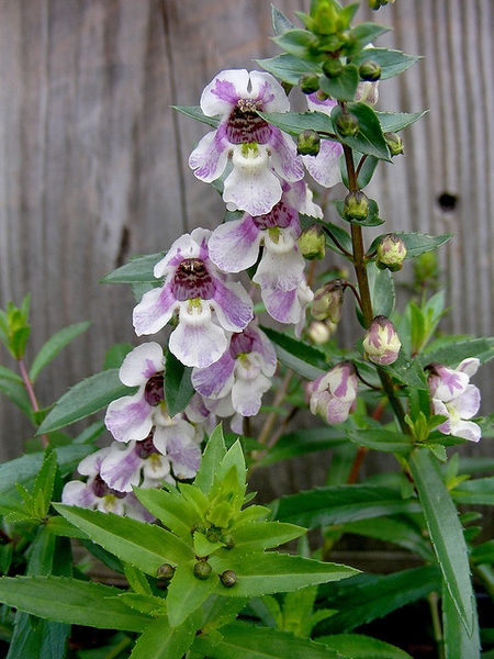 Angelonia angustifolia 