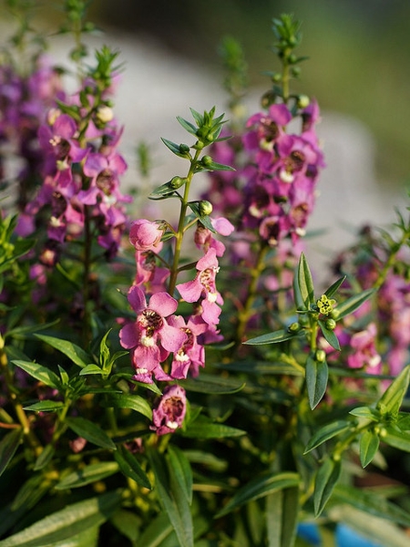 Angelonia angustifolia 'Serena'