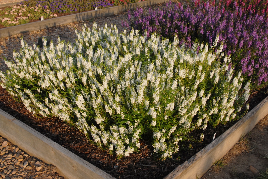 Angelonia angustifolia