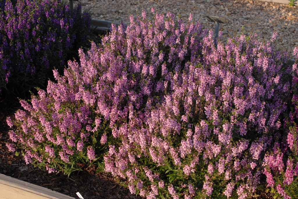 Angelonia angustifolia
