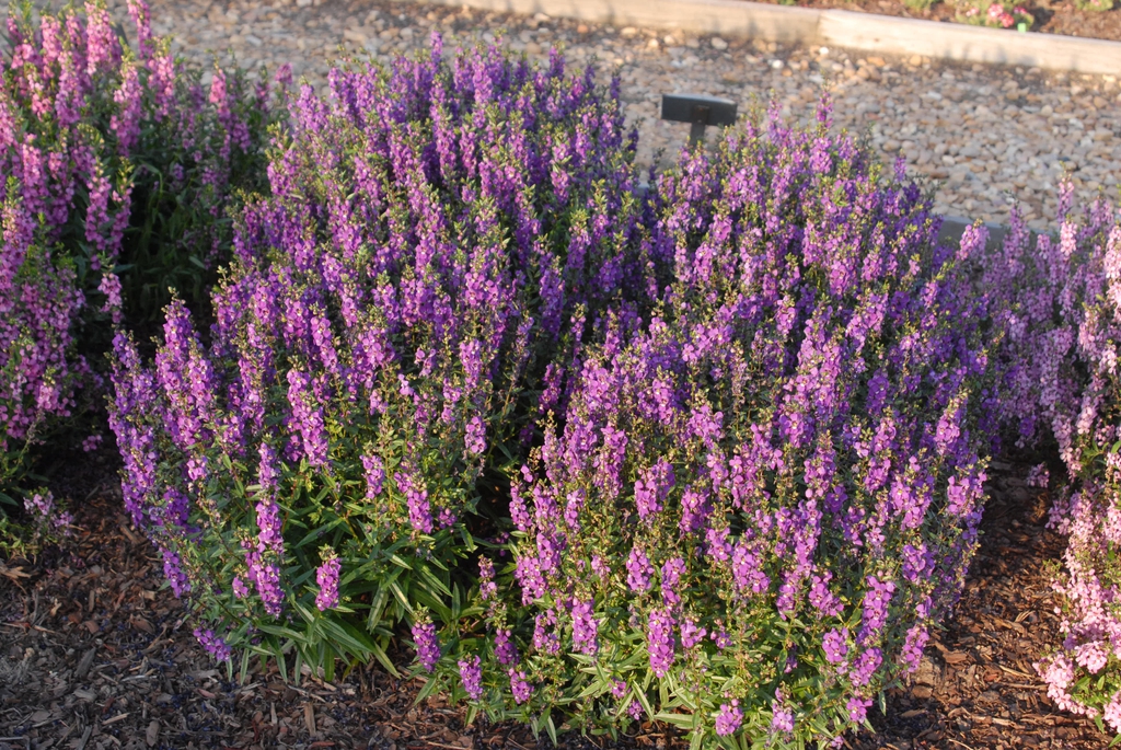 Angelonia angustifolia