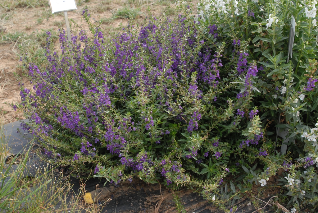 Angelonia angustifolia