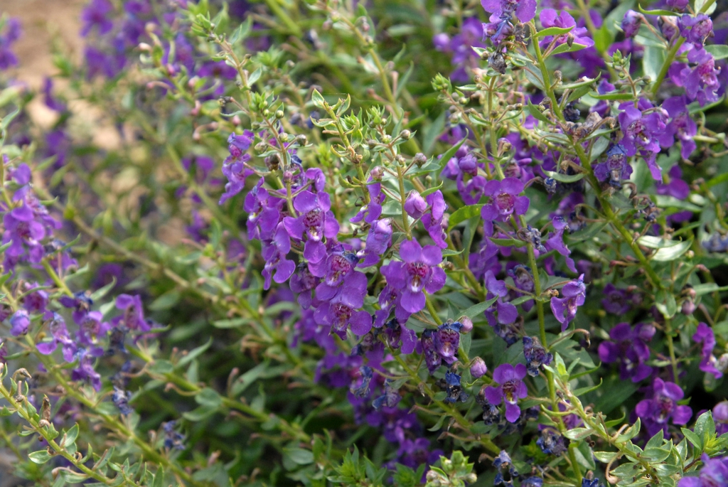 Angelonia angustifolia