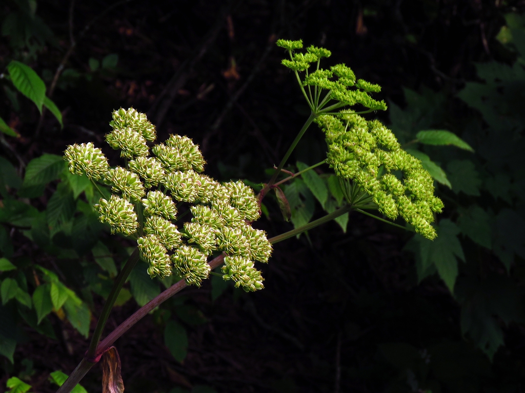 flower and form