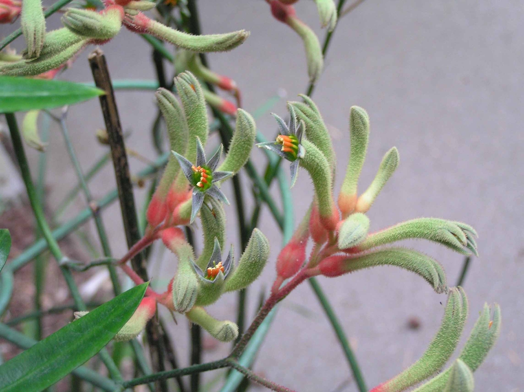 Flowers