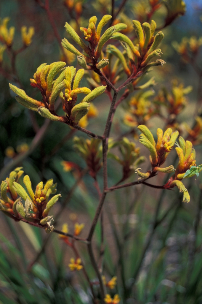 form