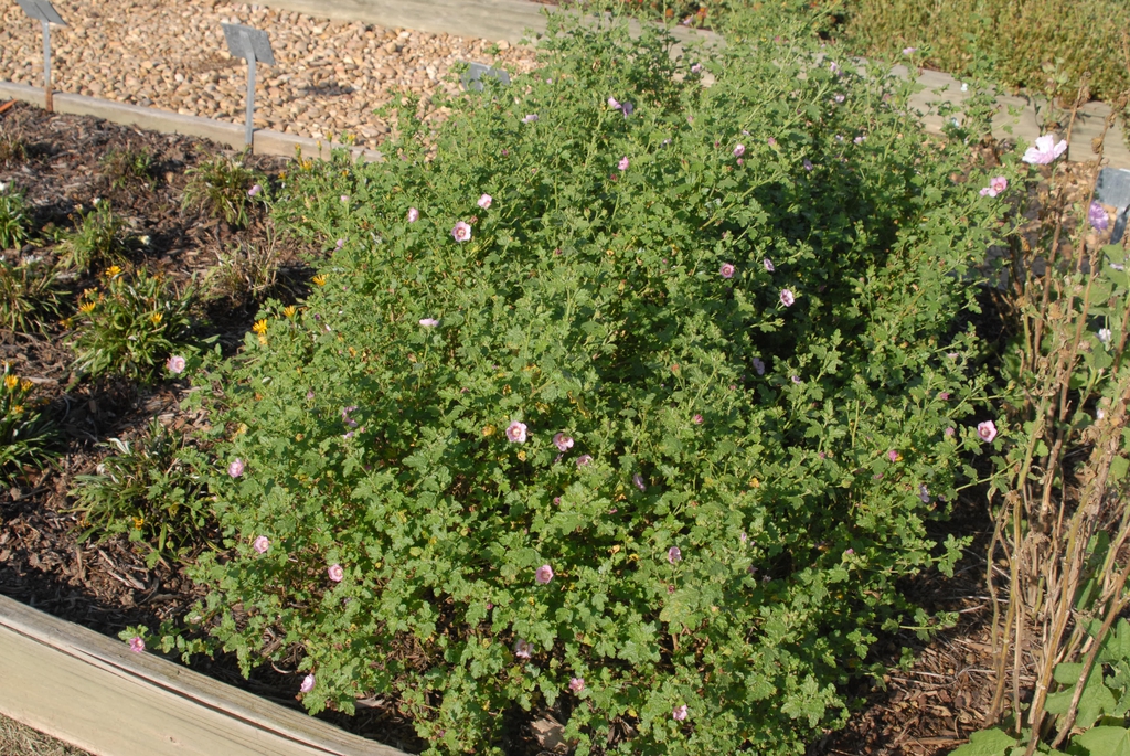 Anisodontea 'Slightly Strawberry'