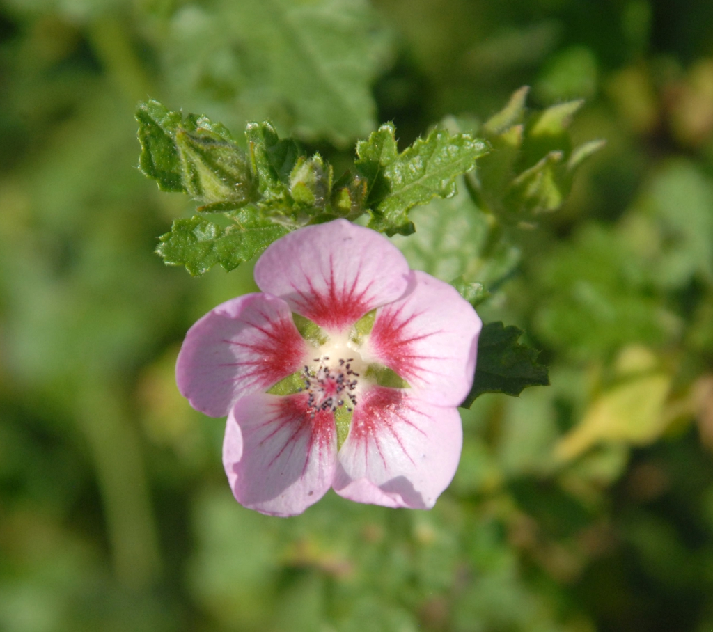 Anisodontea capensis 'Slightly Strawberry'