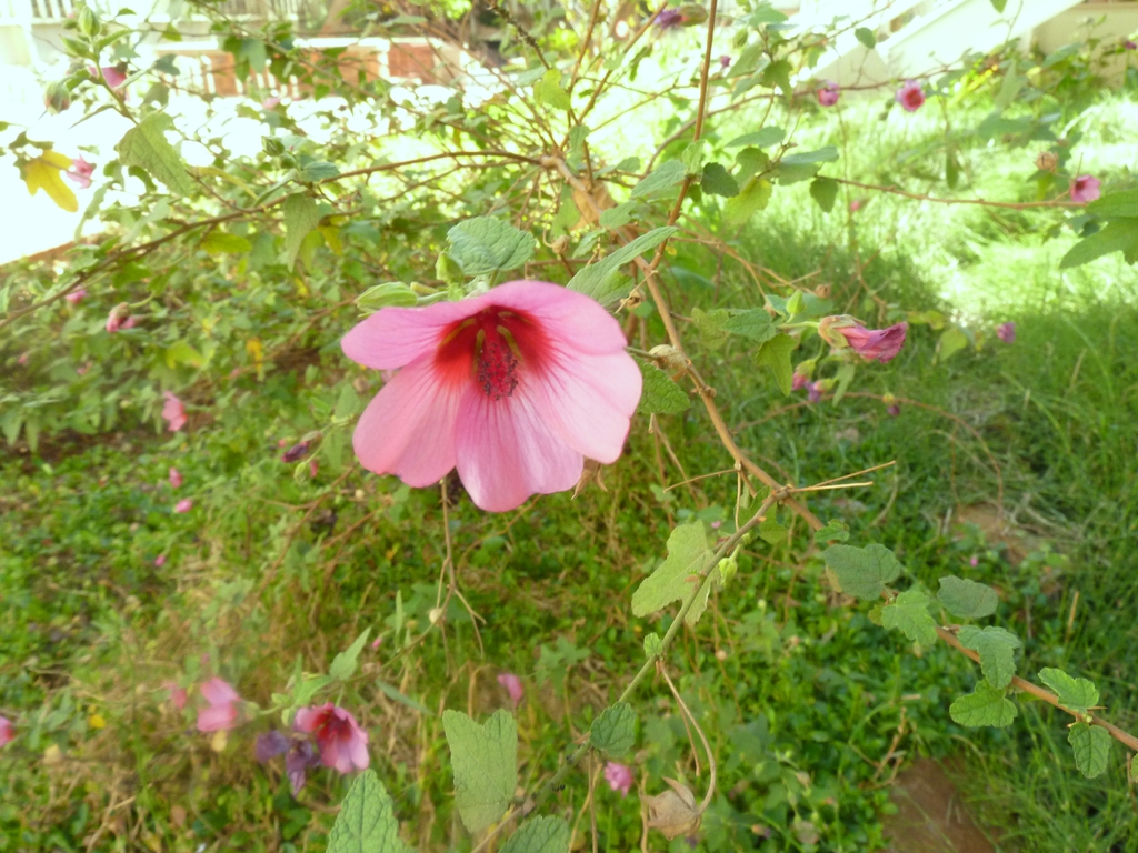 Anisodontea