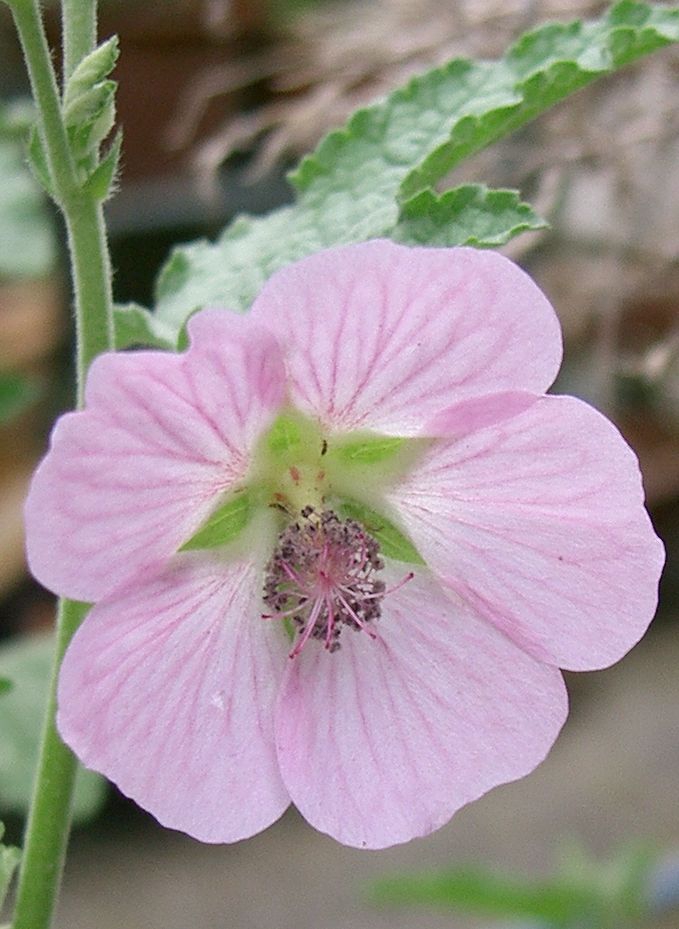 Anisodontea capensis