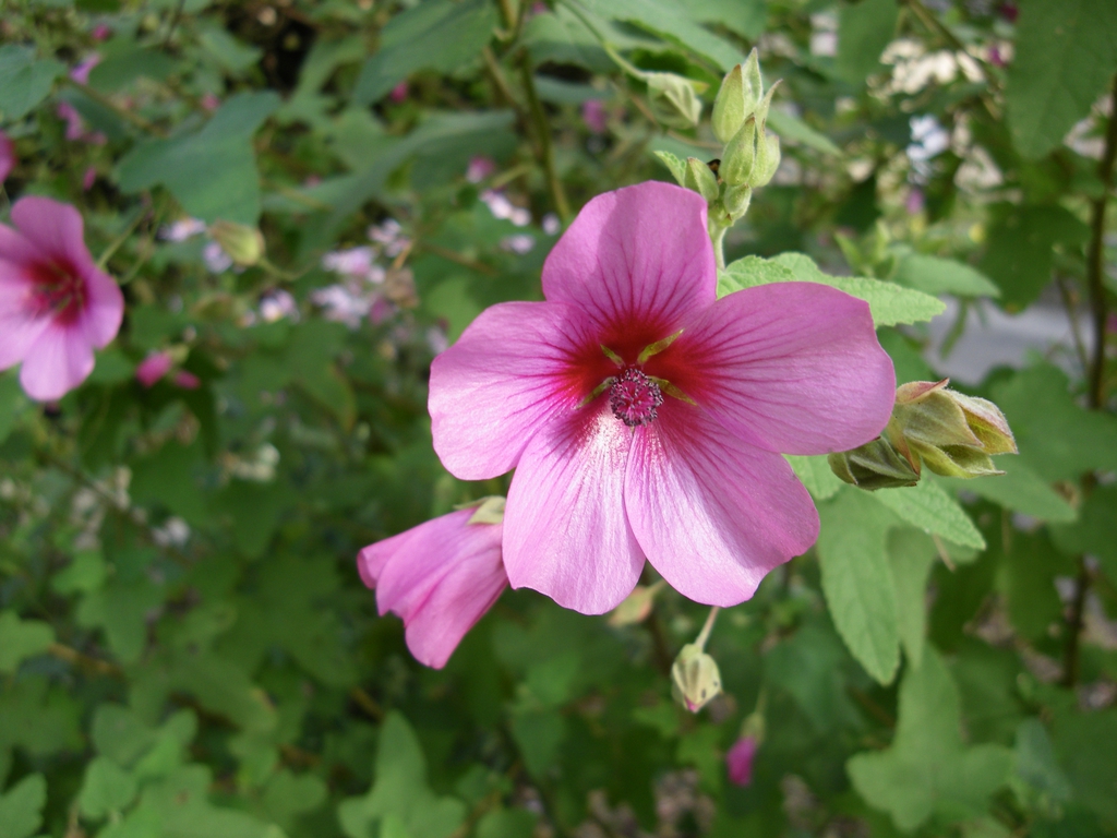 Anisodontea