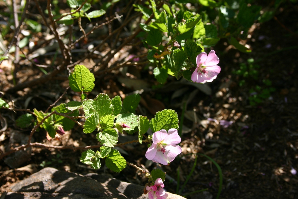 Form