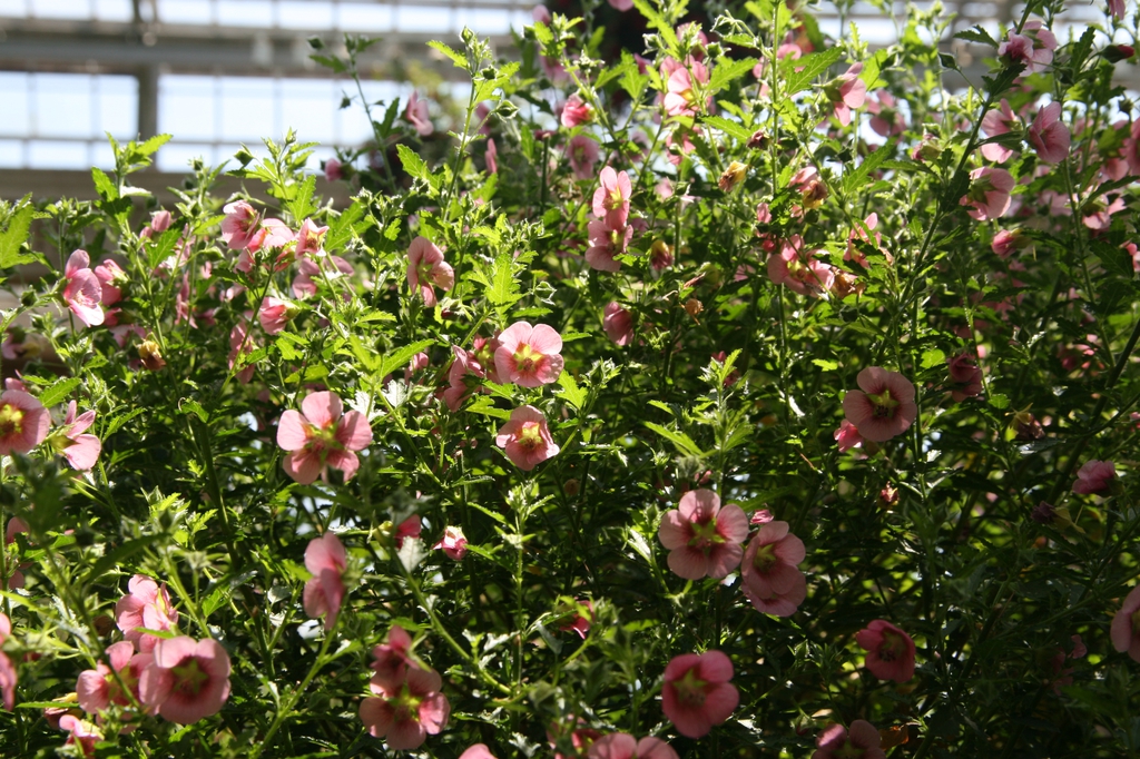 Anisodontea x hypomandarum