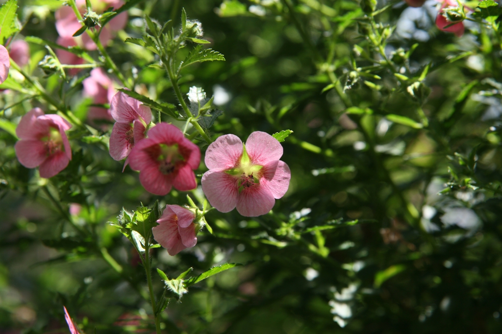 Anisodontea x hypomandarum