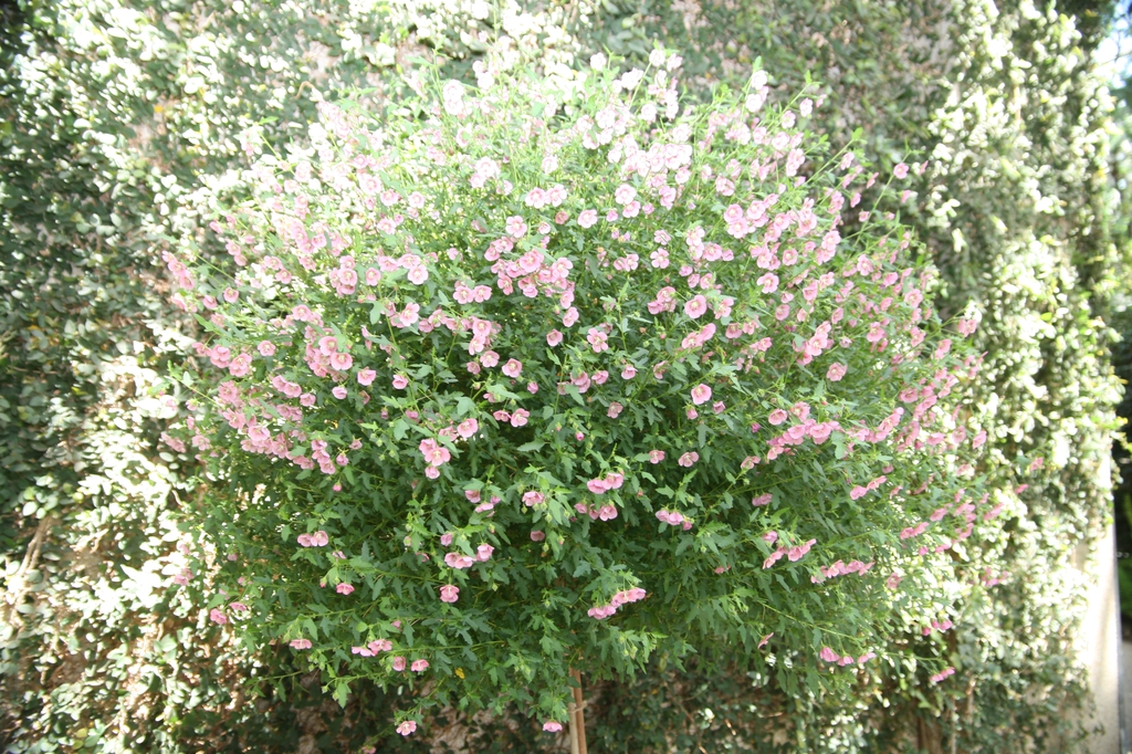 Anisodontea x hypomandarum