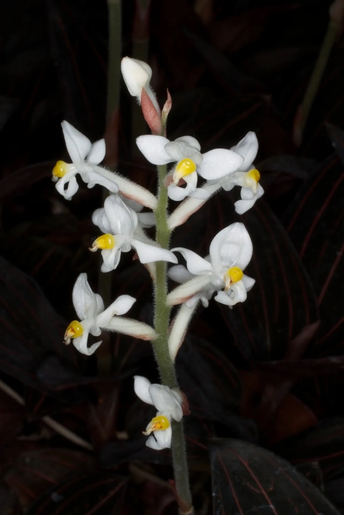 White orchid flowers on a spike