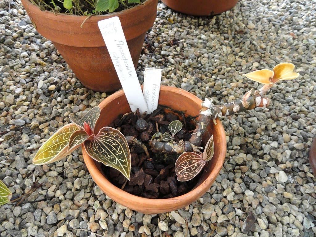 A. chapaensis in a pot with variegated leaves