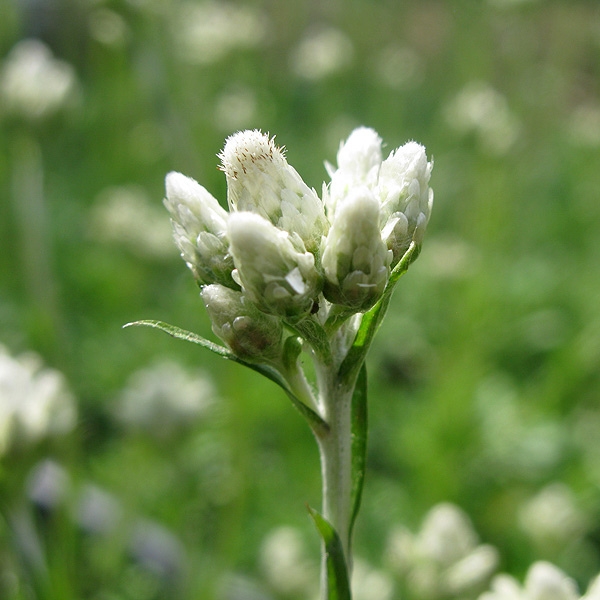 Antennaria dioica