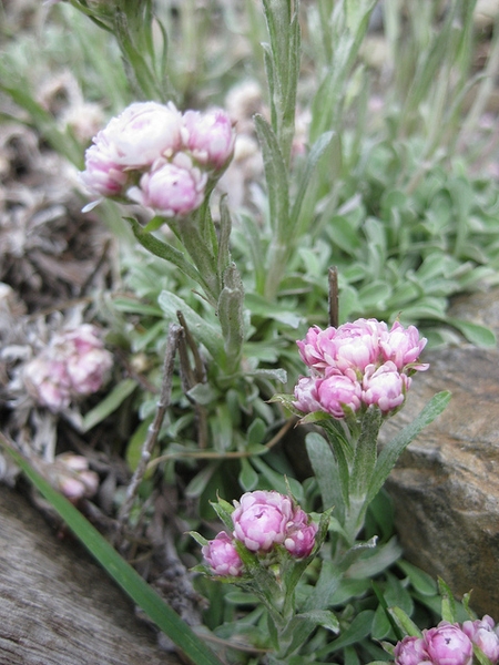 Antennaria dioica