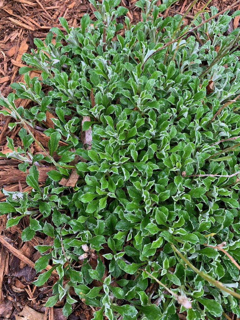 form, late spring, Union County, NC
