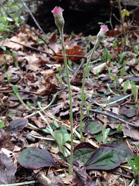 Antennaria solitaria