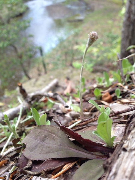 Antennaria solitaria