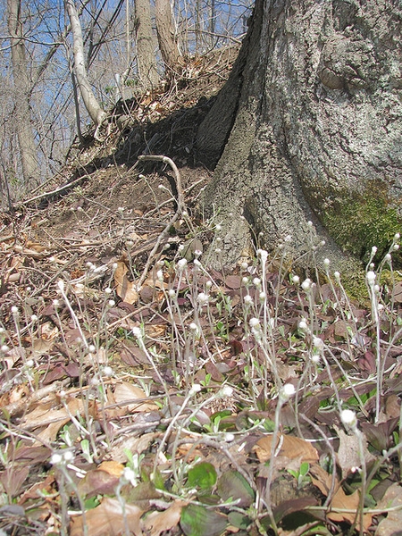 Antennaria solitaria