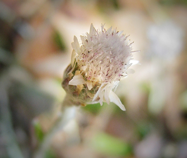 Antennaria solitaria