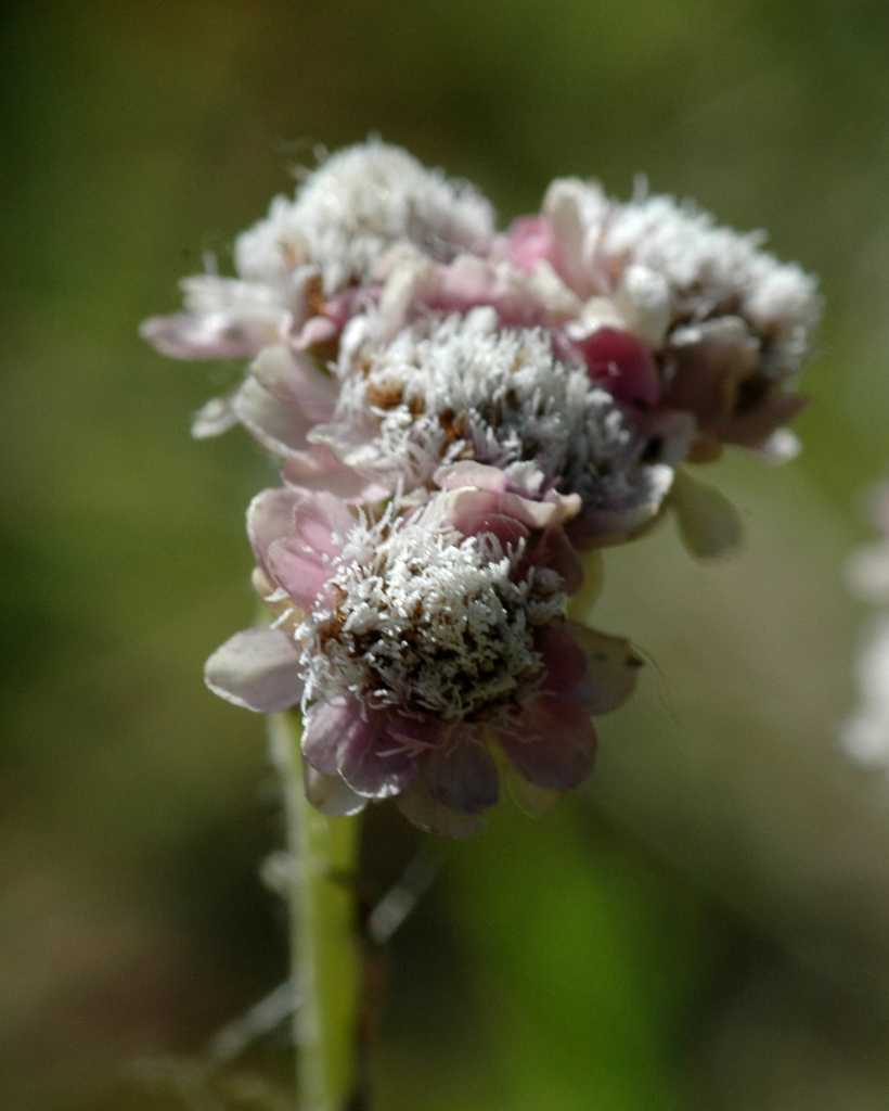 Antennaria dioica