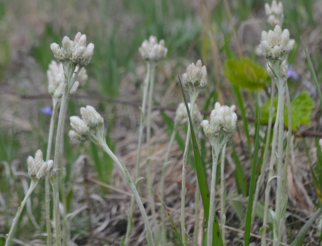 Form
