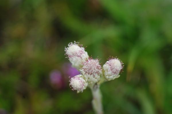 Antennaria dioica