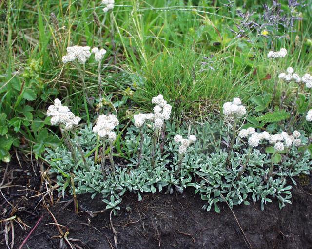 Antennaria dioica