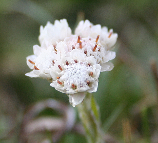 Antennaria dioica