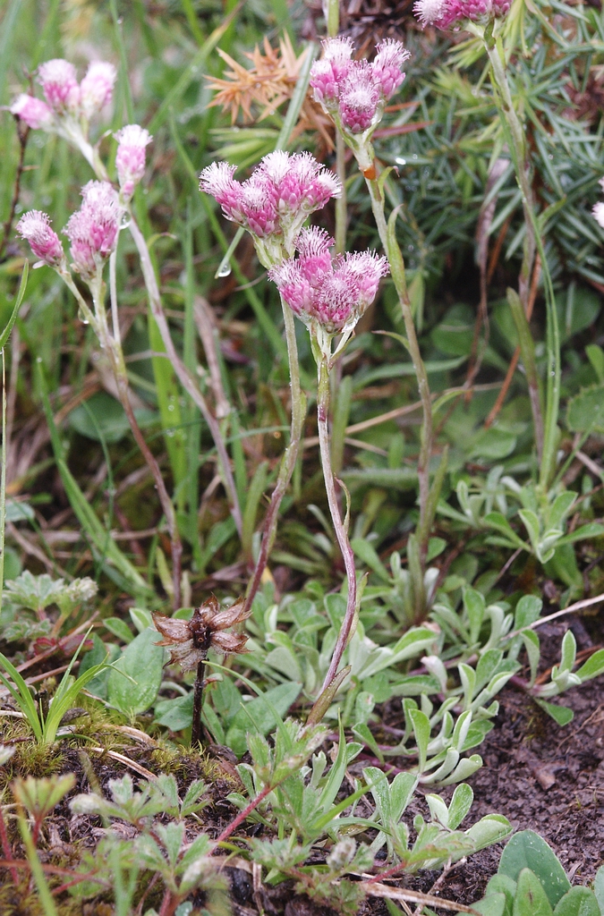 Antennaria dioica