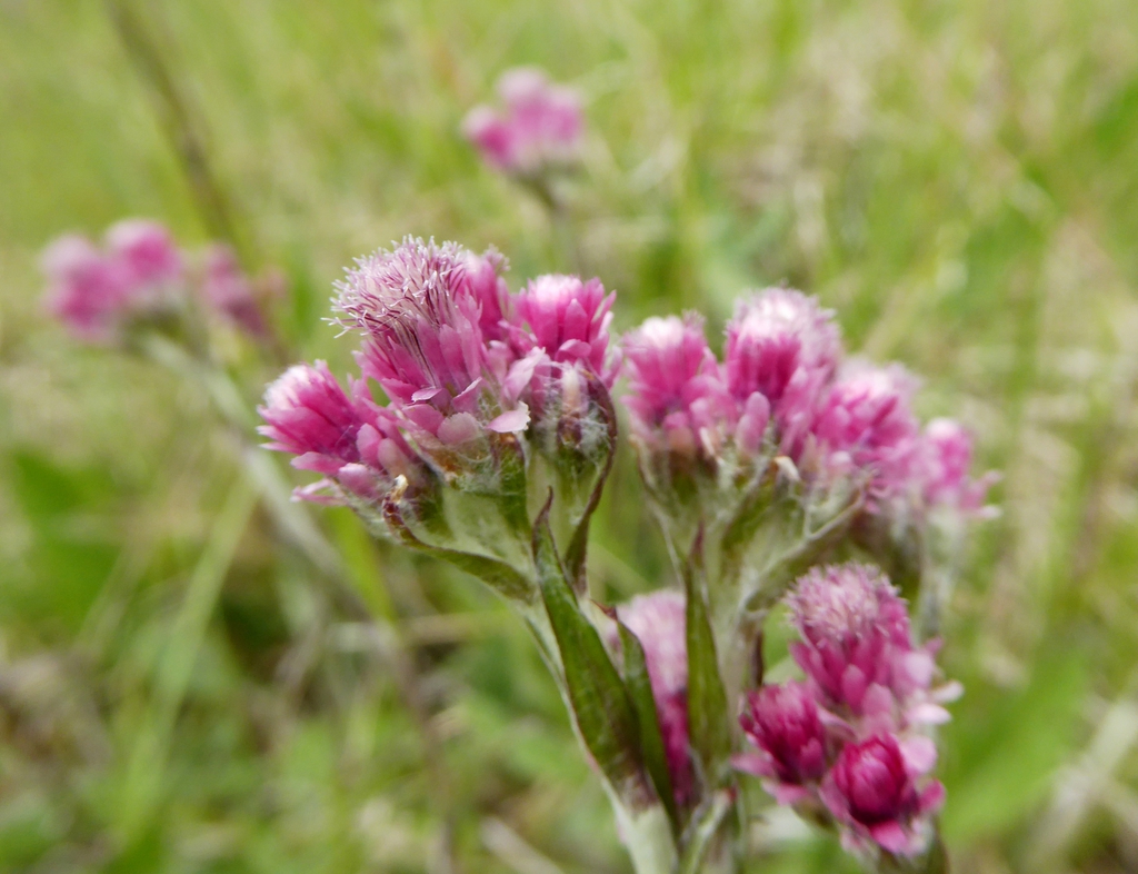 Antennaria dioica
