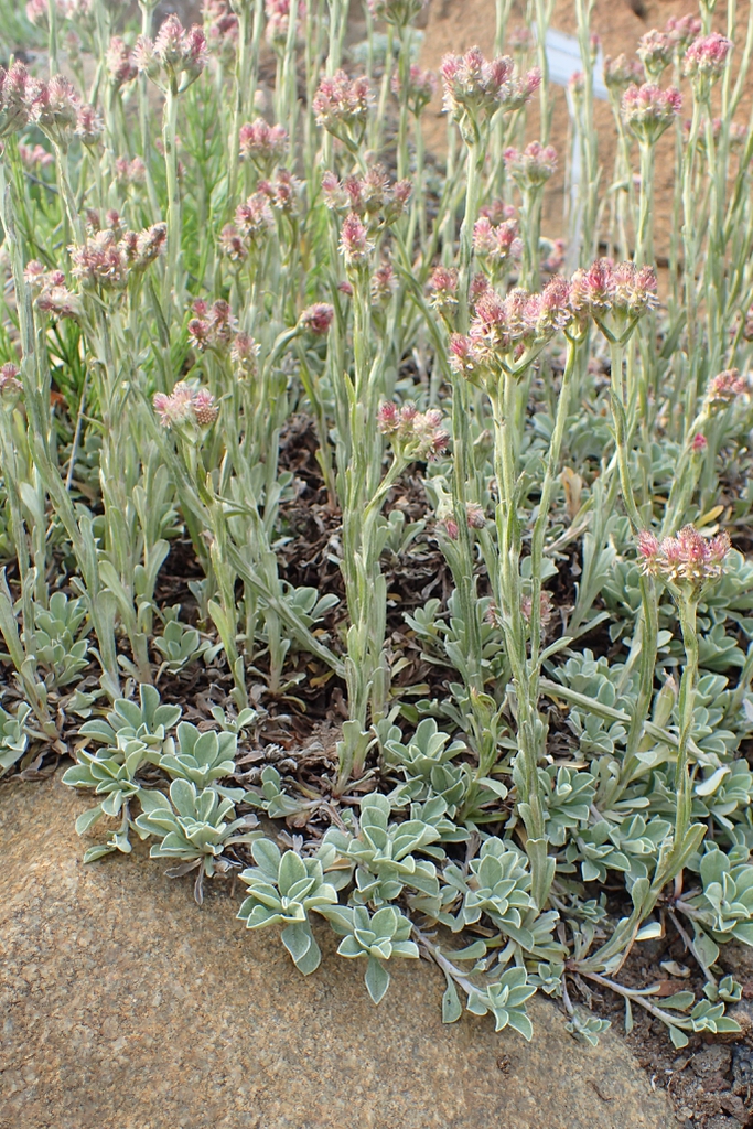 Antennaria dioica