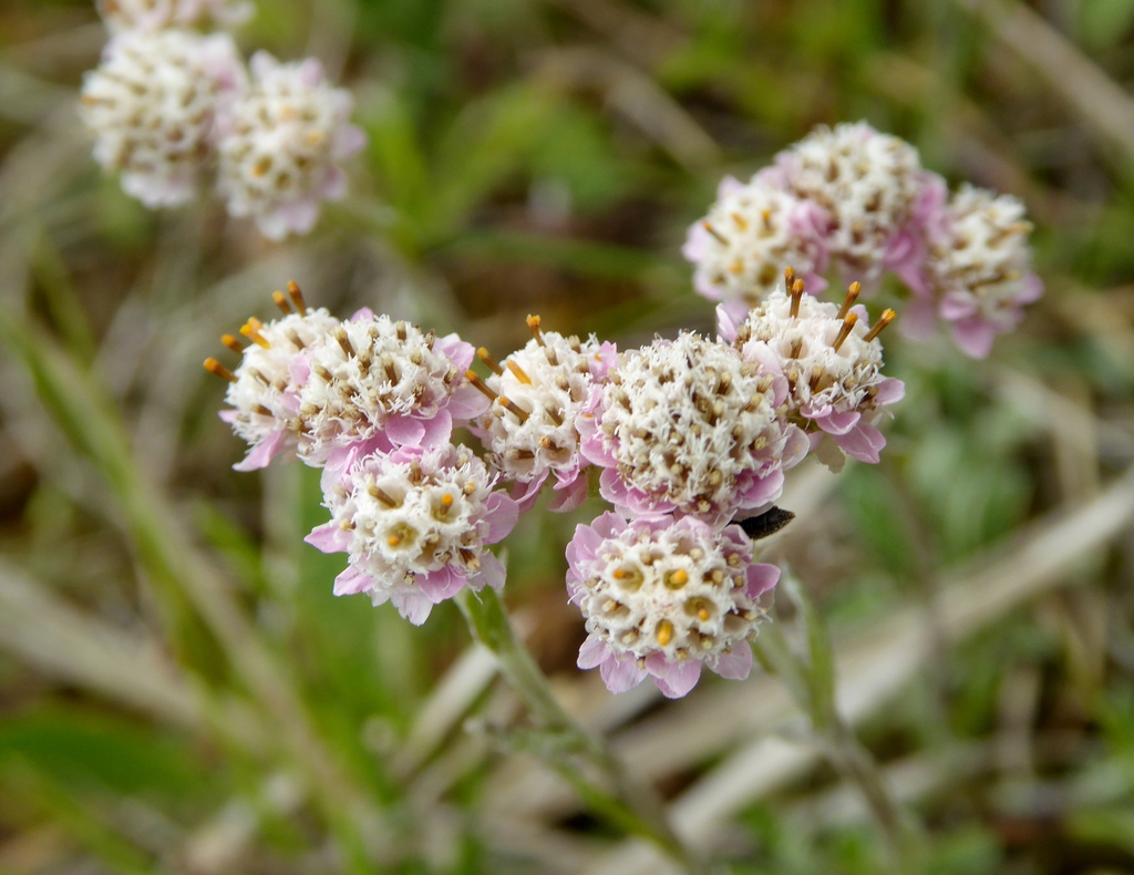 Antennaria dioica
